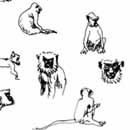 Monkeys