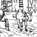 Cow in street